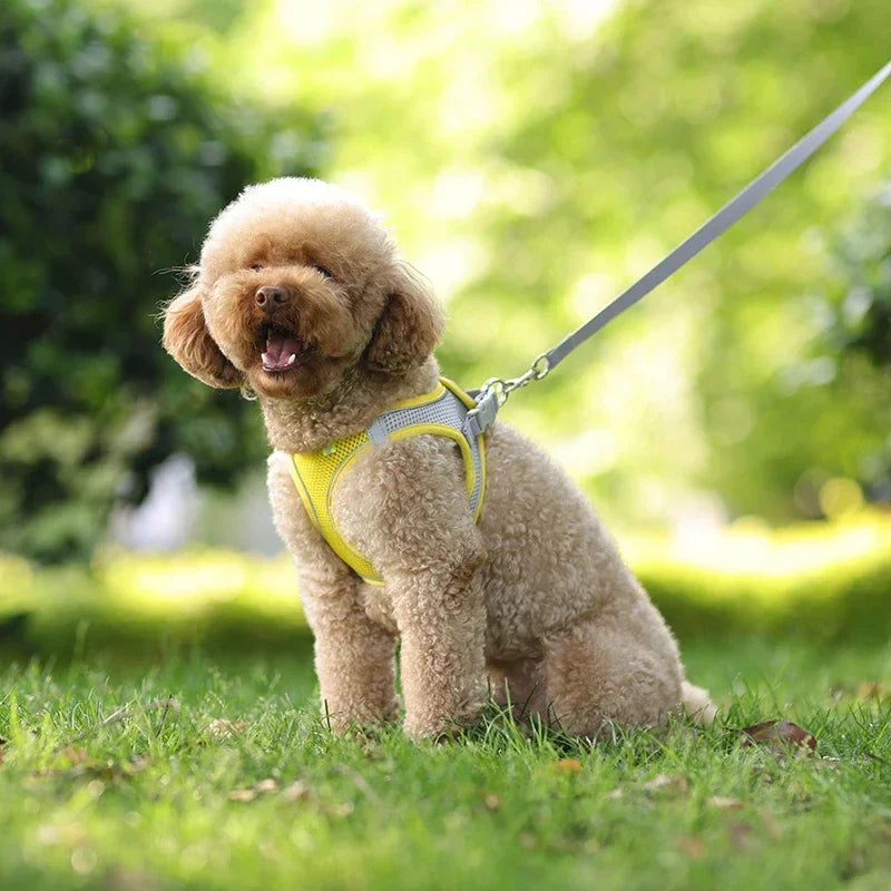 ComfortFit™ Puppy & Small Dog Harness Set