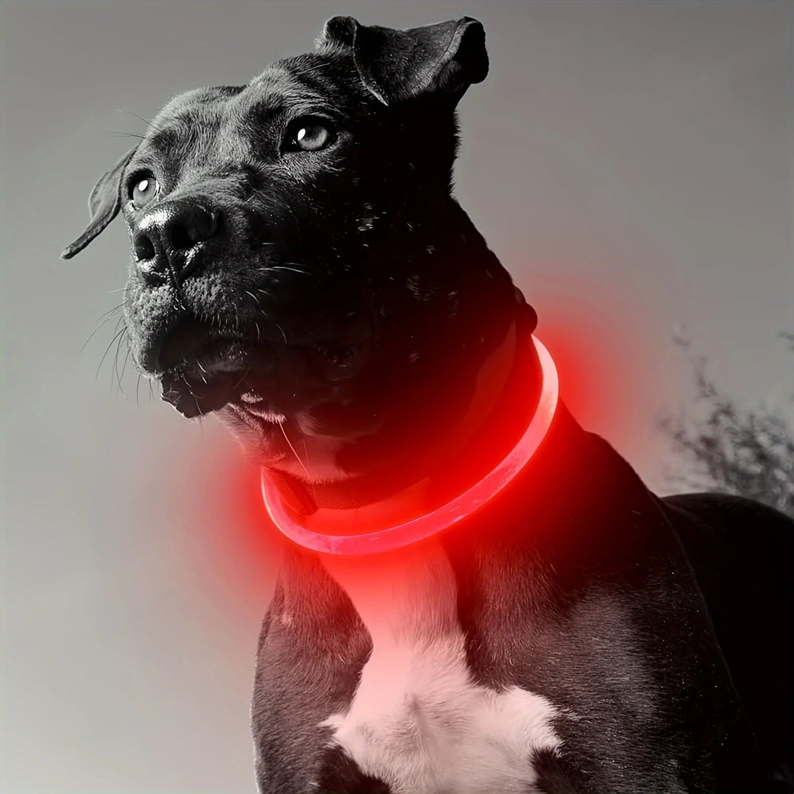 GlowGuard™ USB Rechargeable LED Dog Safety Collar